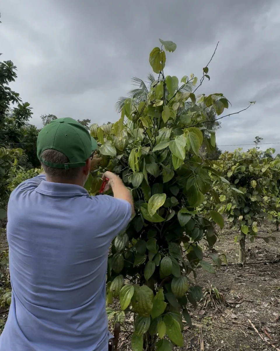 Registro da atuação técnica da Erasmo Agro no campo