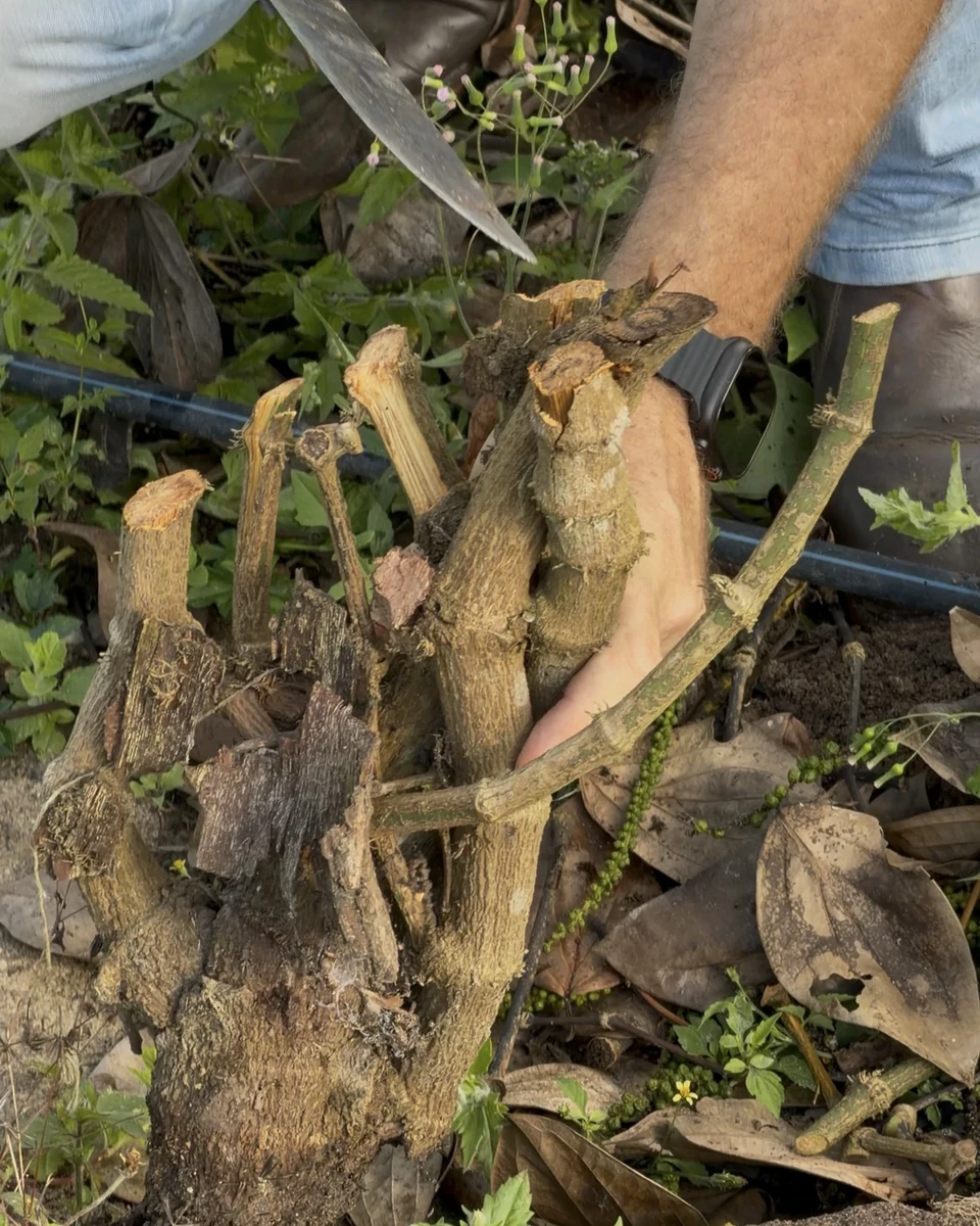 Registro da atuação técnica da Erasmo Agro no campo