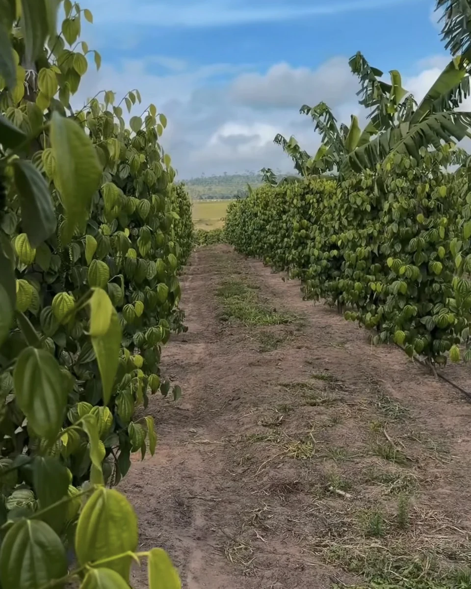 Registro da atuação técnica da Erasmo Agro no campo