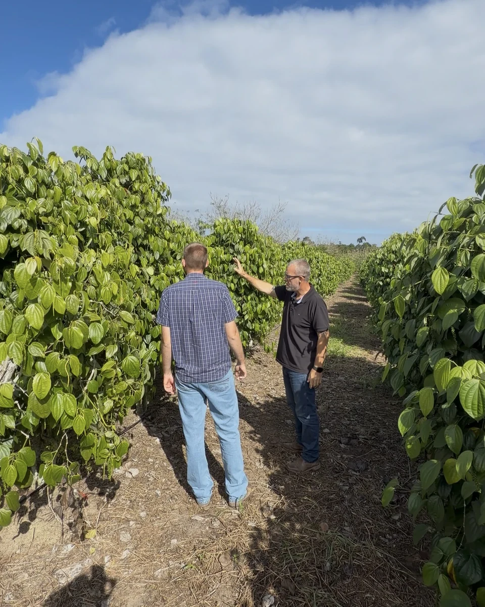Registro da atuação técnica da Erasmo Agro no campo