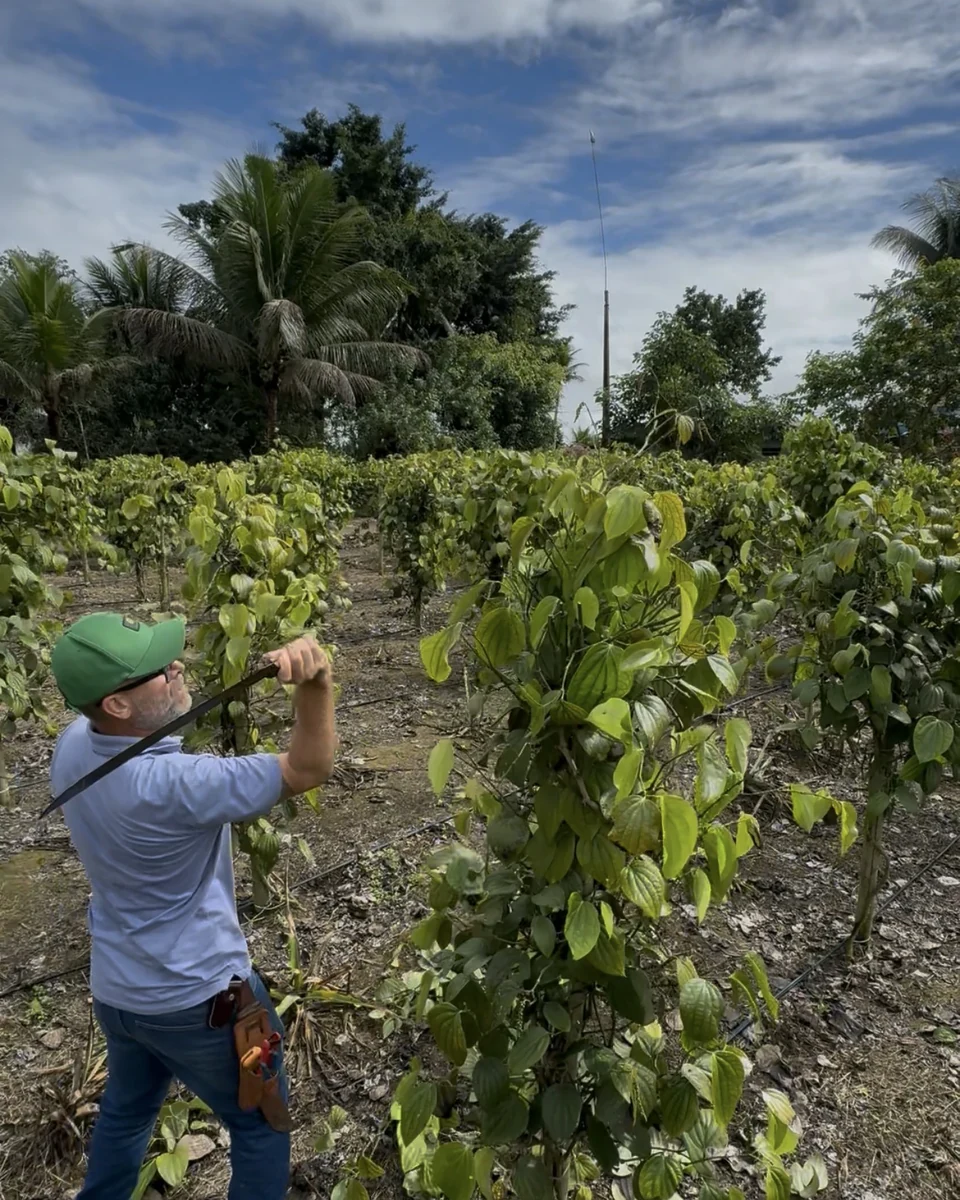 Registro da atuação técnica da Erasmo Agro no campo