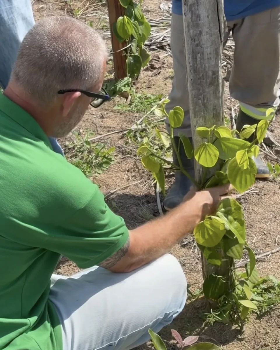 Registro da atuação técnica da Erasmo Agro no campo