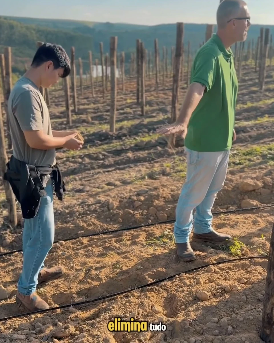 Registro da atuação técnica da Erasmo Agro no campo