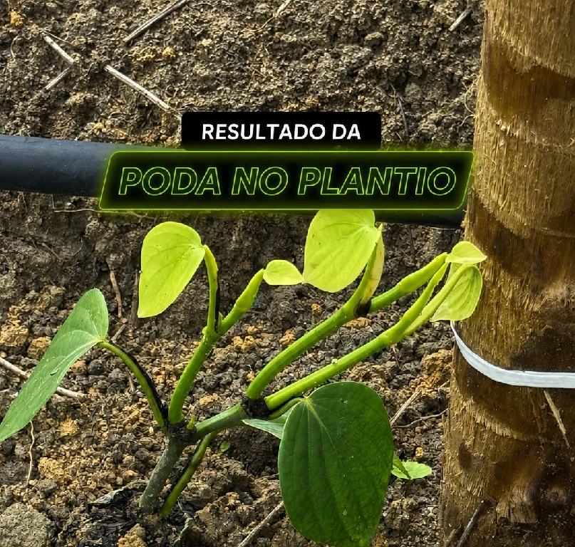 Artigo sobre poda no plantio da PIMENTA DO REINO
