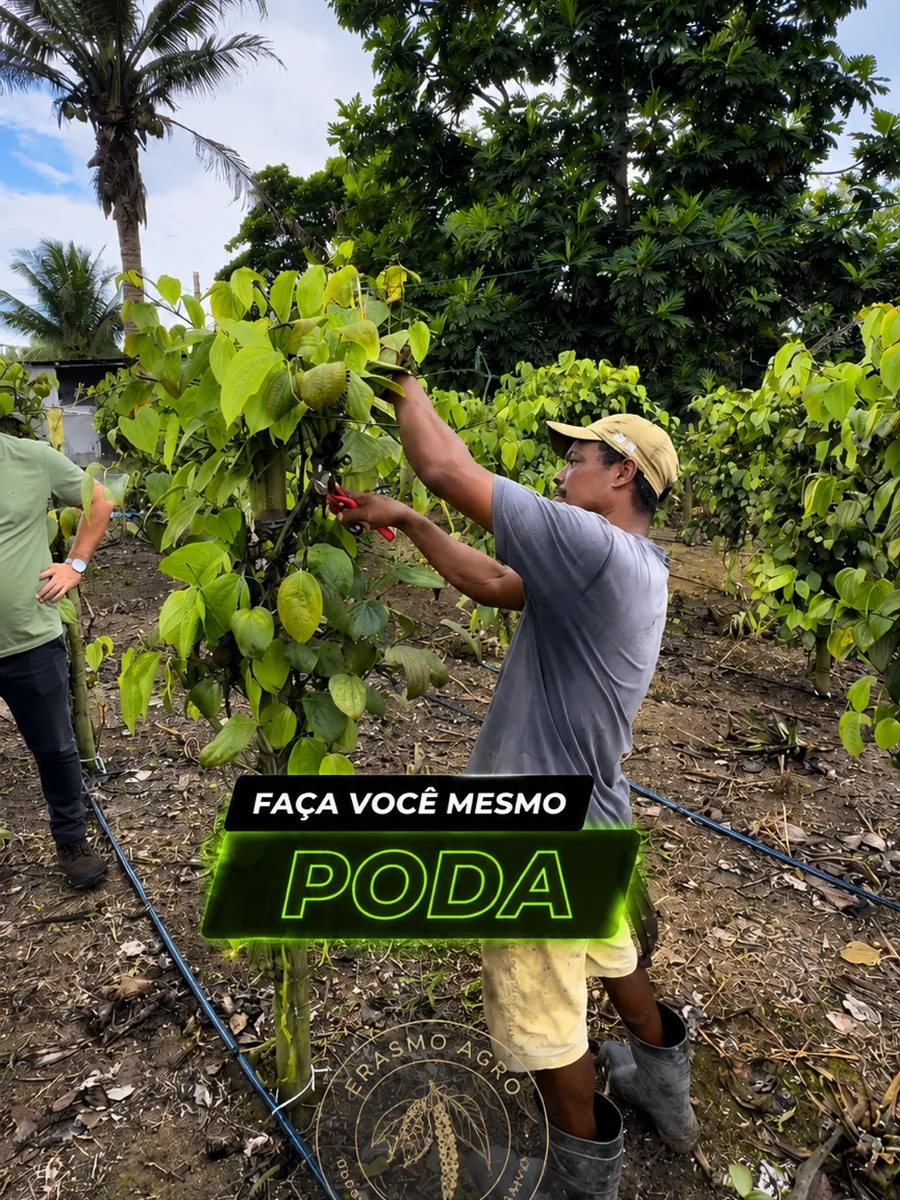Orientação técnica em manejo de poda na PIMENTA DO REINO